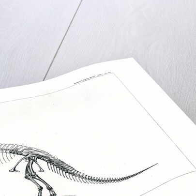 ‘Ceratosaurus nasicornis’ by Unknown